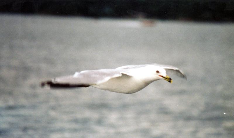 lake gull